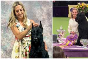 Giant Schnauzer From NJ Wins Top Prize At Westminster Dog Show