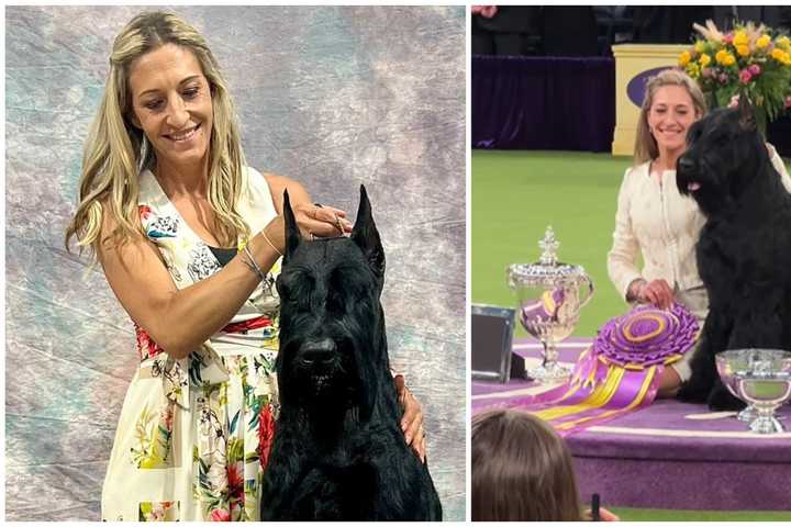 Giant Schnauzer With New England Handler Wins Top Prize At Westminster Dog Show