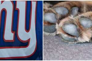 Ex-NFL Player Convicted After 190 Dogs Seized In Record Federal Dogfighting Bust