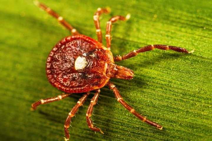 How A Tick Bite Can Spark A Dangerous Allergy To Red Meat