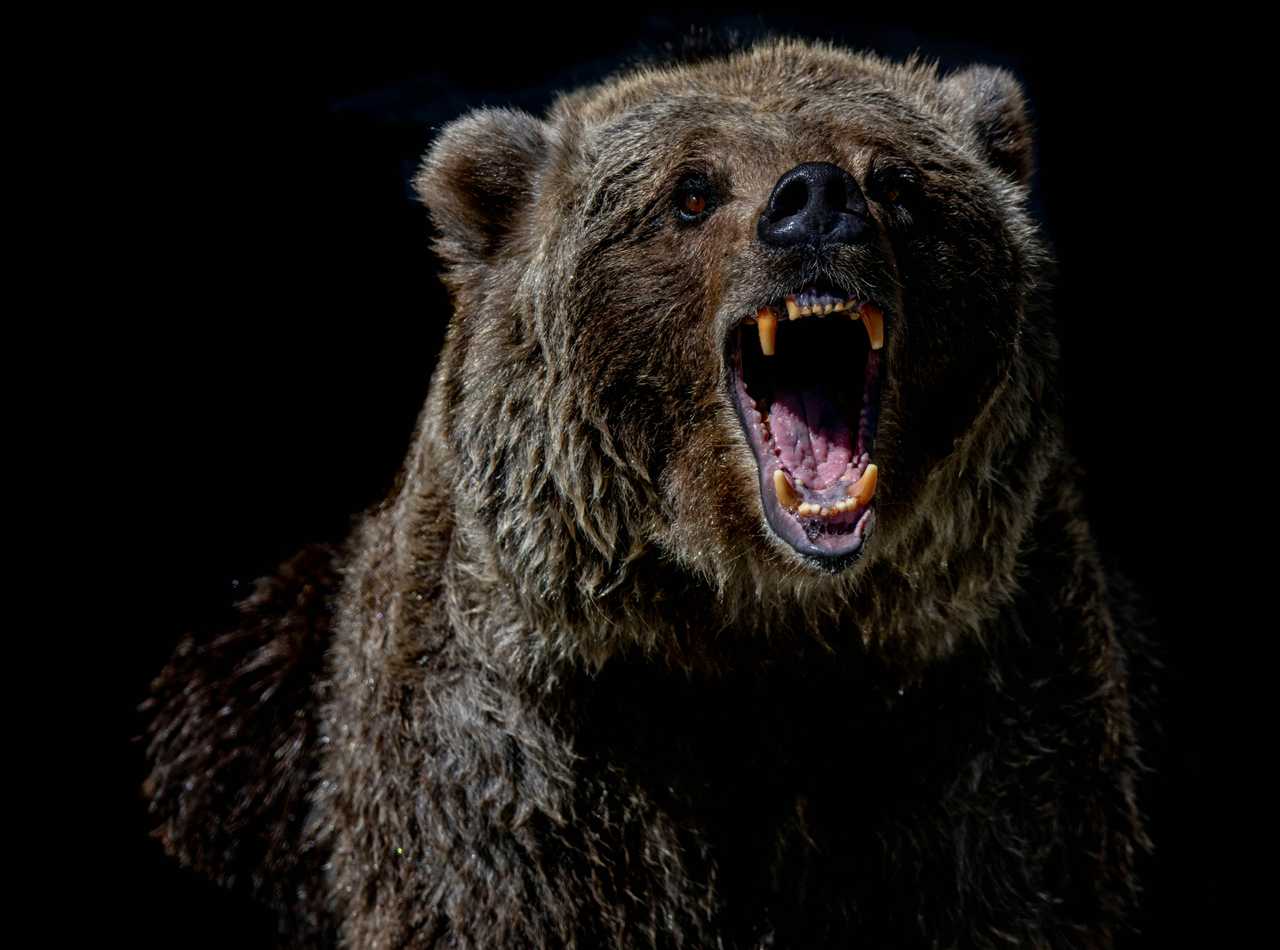 Mass Man Seriously Injured In Grizzly Bear Attack At National Park ...