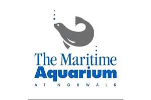 Best Family Activity In Fairfield County In 2024: The Maritime Aquarium at Norwalk