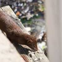 Hundreds of Mink Released From PA Fur Farm, 2 People Arrested: Authorities