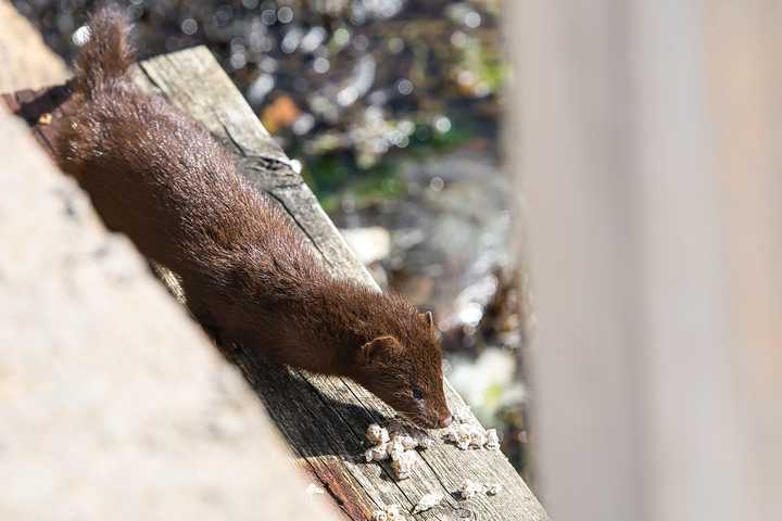 A mink.