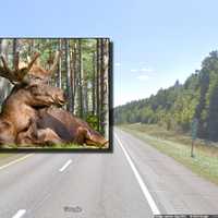 Princeton Motorcyclist Crashes Into Moose, Dies On I-95 In Maine: Troopers