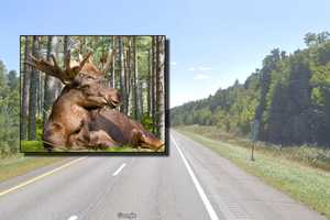 Princeton Motorcyclist Crashes Into Moose, Dies On I-95 In Maine: Troopers