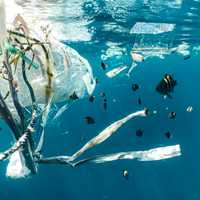 'Plastics Crisis' Costs $1.5T Annually, Study Says: 'World Cannot Recycle Its Way Out'