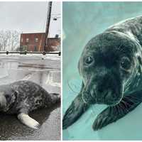 Seal Pup Dies Weeks After New Haven Street Rescue: 'Chappy Was Surrounded By Love'