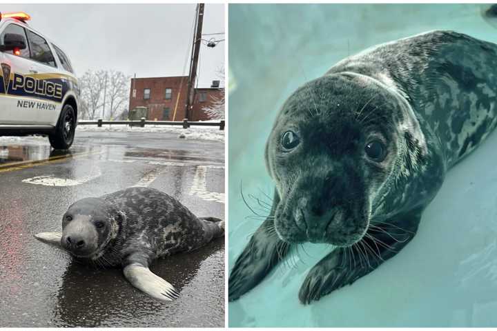 Seal Pup Dies Weeks After New Haven Street Rescue: 'Chappy Was Surrounded By Love'