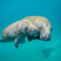 Rare Manatee Sighting Off Cape Cod Coast Is First Time In A Decade