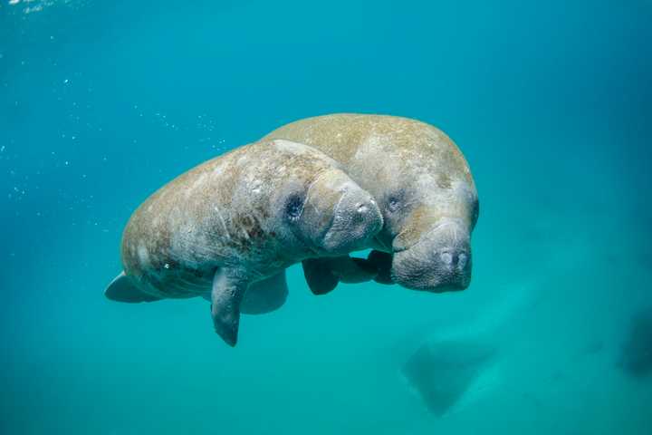 Rare Manatee Sighting Off Northeast Coast Is First Time In A Decade