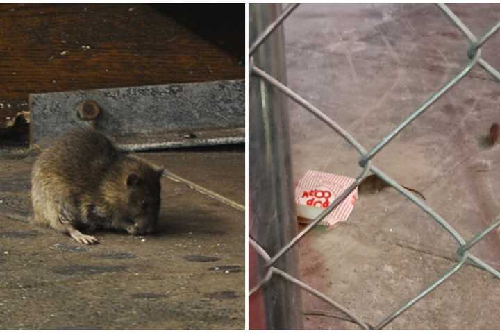 NYC's 'War On Rats' Heats Up As Climate Change Fuels Infestation: New Study Shows Why