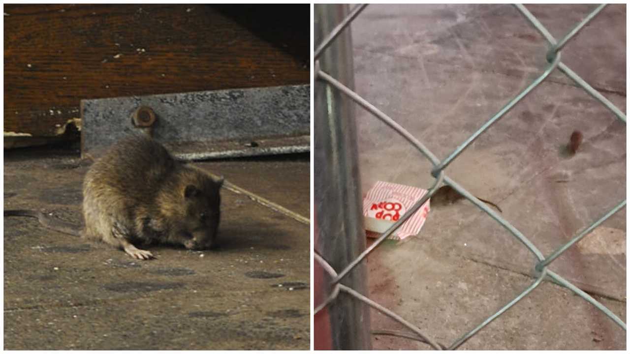 Rats spotted in New York City.