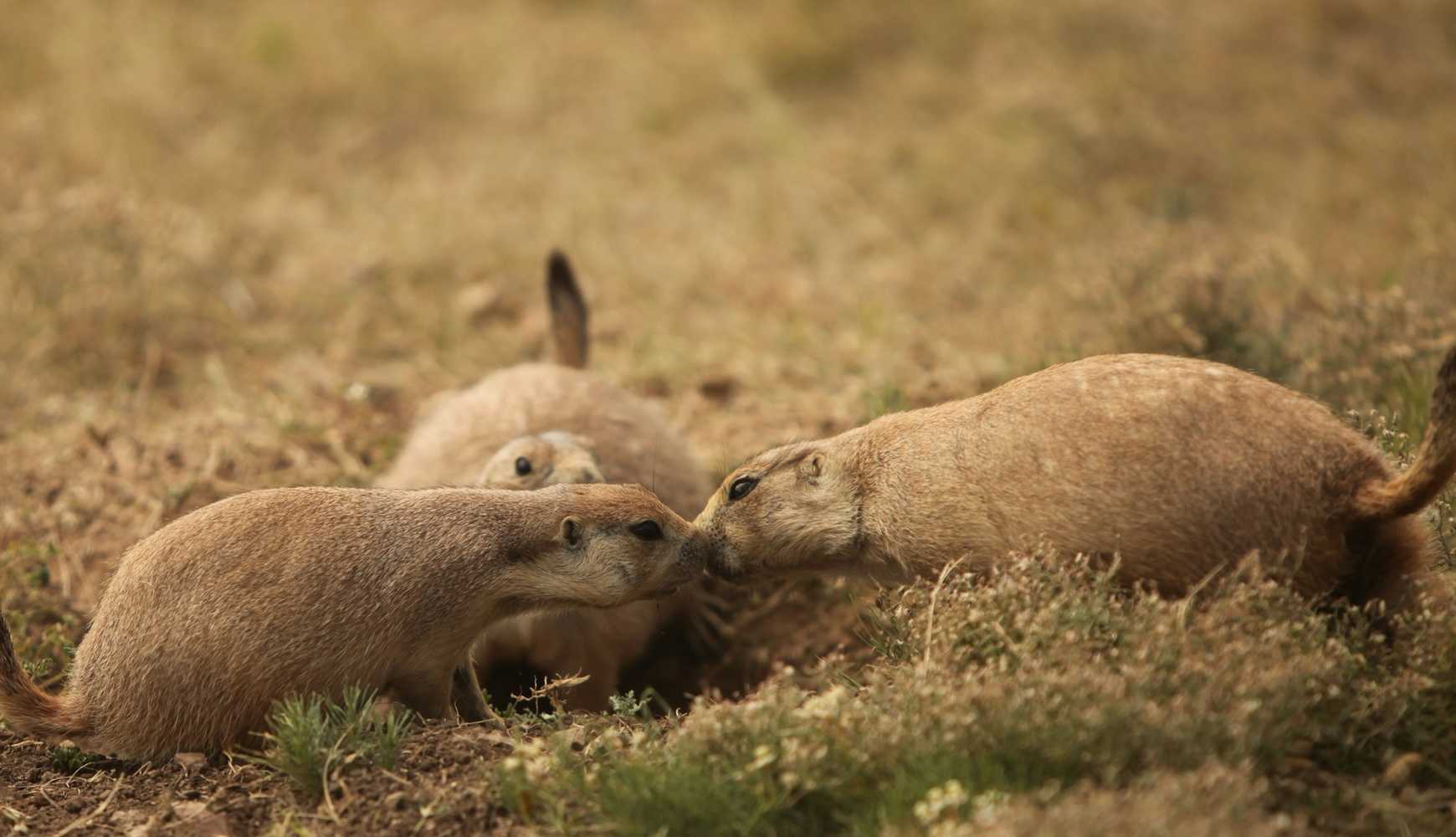 
Two prairie dogs kissing.
