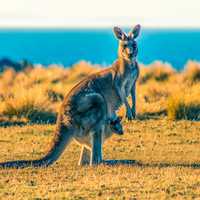 Kangaroo Kills Zoo Worker Who Wanted To 'Roughhouse' With Animal: Report