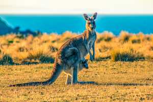 Kangaroo Kills Zoo Worker Who Wanted To 'Roughhouse' With Animal: Report