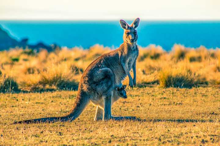 Kangaroo Kills Zoo Worker Who Wanted To 'Roughhouse' With Animal: Report