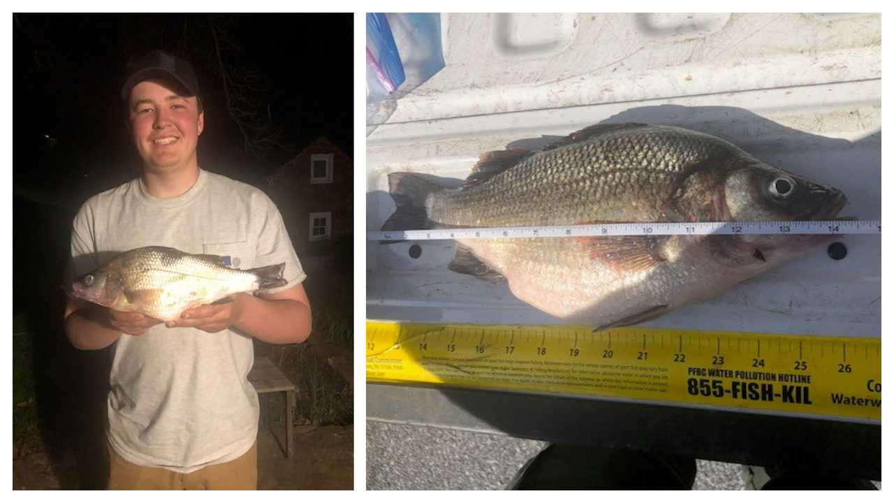 'We'll Never This' RecordBreaking Perch Caught In Chester