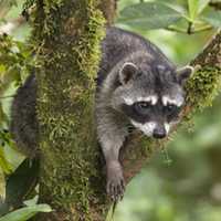 Rabid Raccoon Bites Two In Maryland, Public Health Alert Issued: Officials