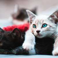 Raw Kitten Food Sold In MD Recalled Due To Salmonella Contamination, FDA Says