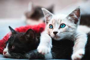 Raw Kitten Food Sold In CT Recalled Due To Salmonella Contamination, FDA Says