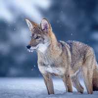 <p>A four-month-old red wolf named Hope that was birthed by Colossal Biosciences.</p>