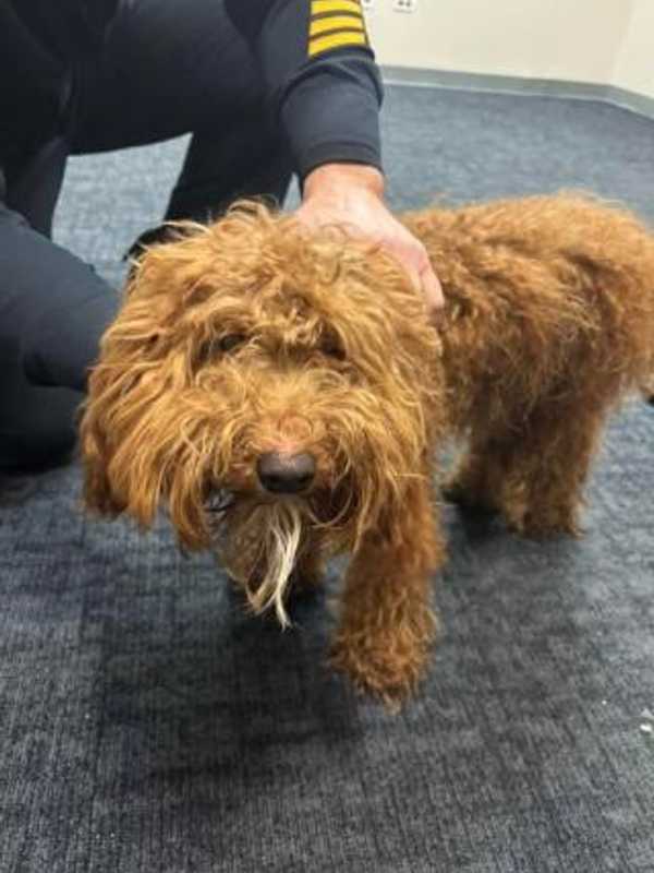 Puppy With String Wrapped Around Nose Found Chained To Guardrail On Route 280: Authorities