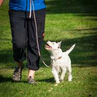 Can Dogs Understand Human Thoughts? The Answer May Come As A Surprise