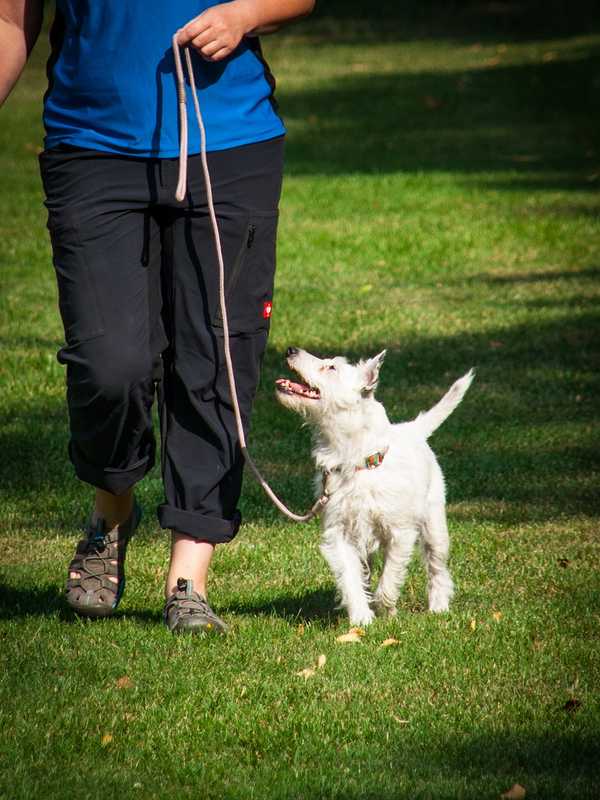 Can Dogs Understand Human Thoughts? The Answer May Come As A Surprise