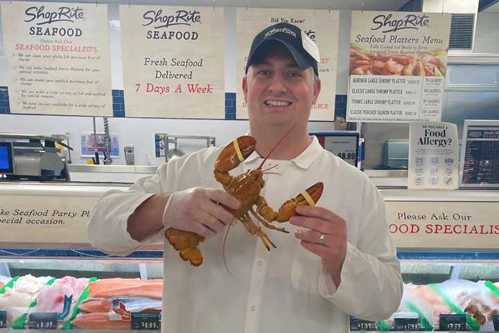 Too Golden To Boil: Rare Lobster Found At NY ShopRite Goes From Seafood To Stardom