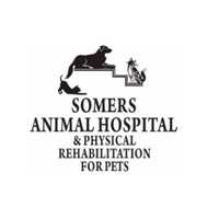 Best Veterinarian In Westchester County In 2024: Somers Animal Hospital