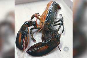 Ultra-Rare Lobster With Perfect Color Split Discovered: 'Once-In-50-Million Catch'
