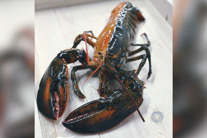 Ultra-Rare Lobster With Perfect Color Split Discovered: 'Once-In-50-Million Catch'