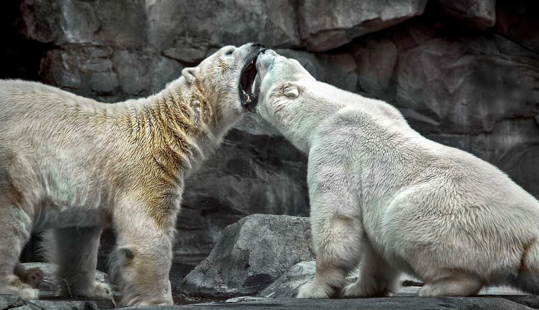 
Two polar bears with their mouths open next to each other.
  

