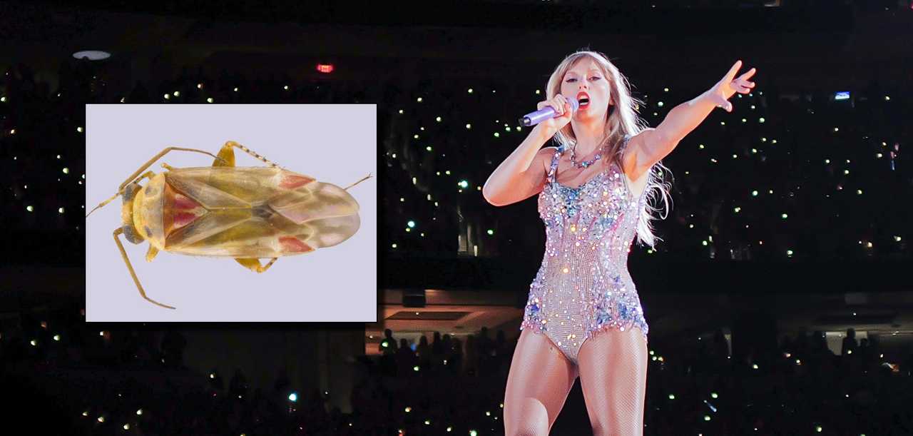Newly Discovered Bugs Named After Taylor Swift: How They Mirror Her 'Iconic Look'