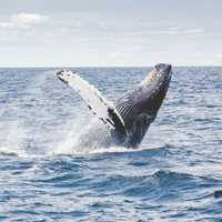 Whale Killed In Barnegat Bay Boat Strike; Passenger Thrown Overboard In Shocking Video