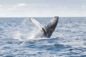 Whale Killed In NJ Boat Strike; Passenger Thrown Overboard In Shocking Video
