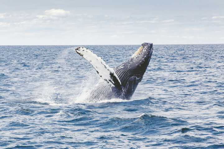 Whale Killed In NJ Boat Strike; Passenger Thrown Overboard In Shocking Video