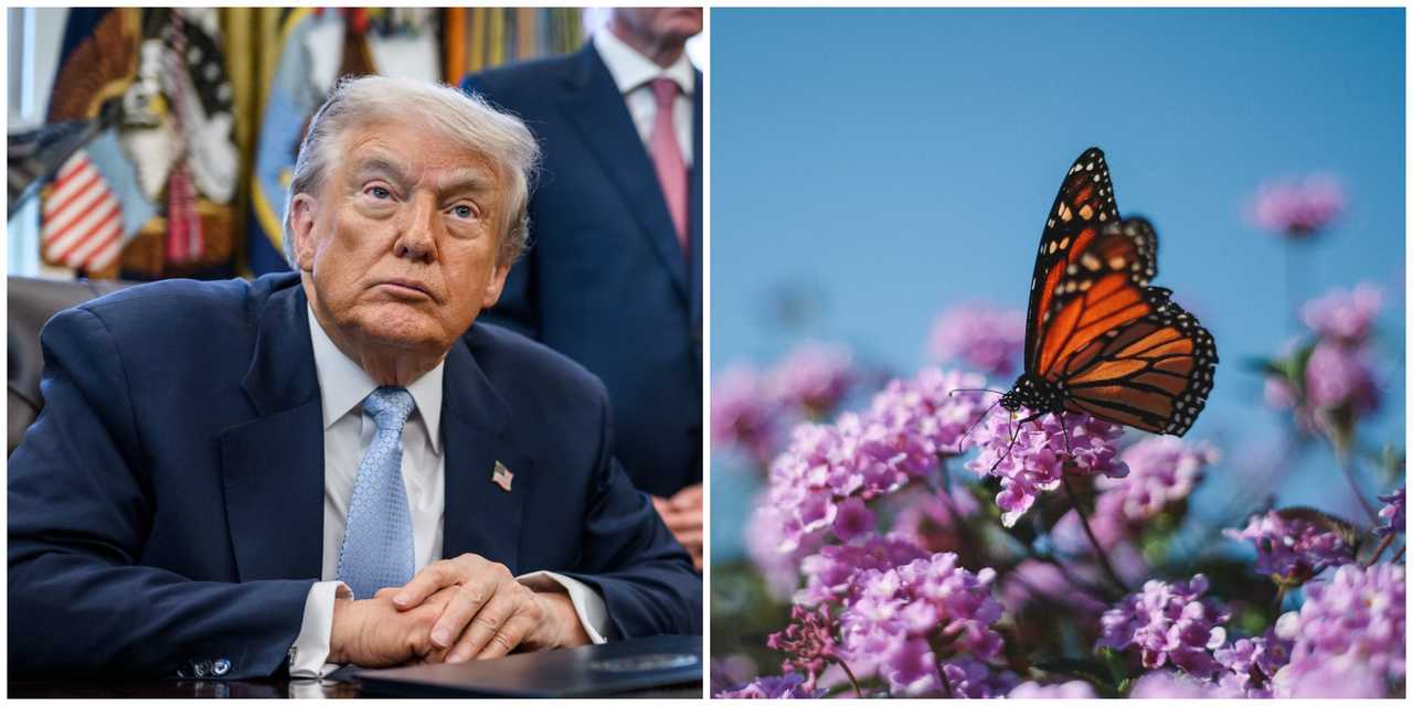 President Donald Trump and a monarch butterfly standing on a flower. President Donald Trump and a monarch butterfly standing on a flower.
