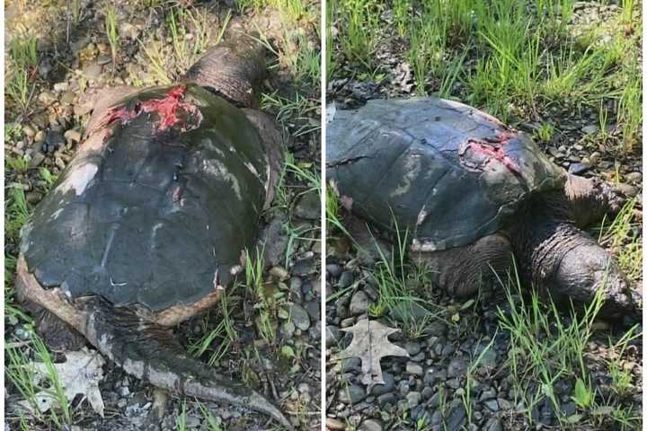 Shell Shocked: Averill Park Turtle Rescued After Car Strike Bloodies Shell, Police Say
