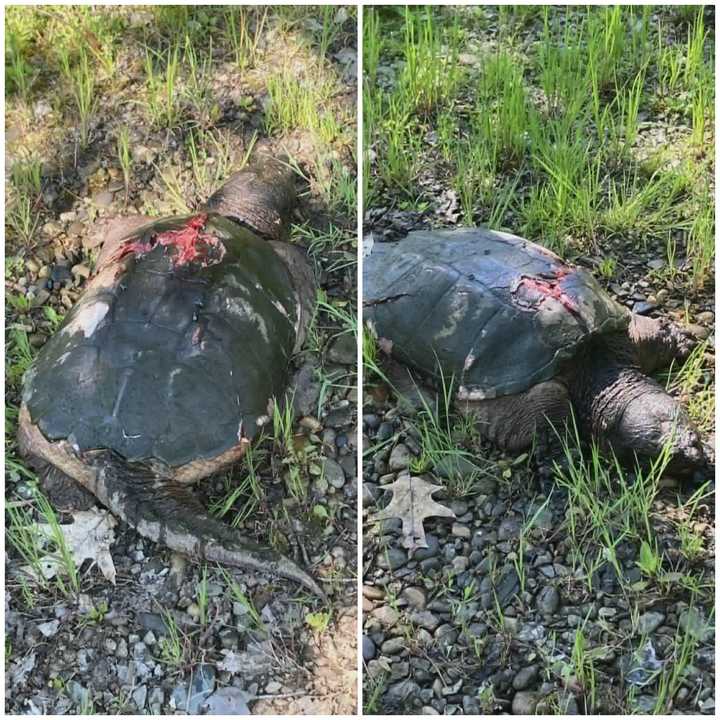 Shell Shocked: Averill Park Turtle Rescued After Car Strike Bloodies ...
