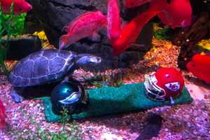 Shell Game: American Dream Mall Aquarium's Turtle Picks Super Bowl LIX Winner