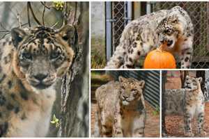 Pumpkin-Snacking Snow Leopard Dies After Spending Senior Years At Jersey Shore Animal Refuge