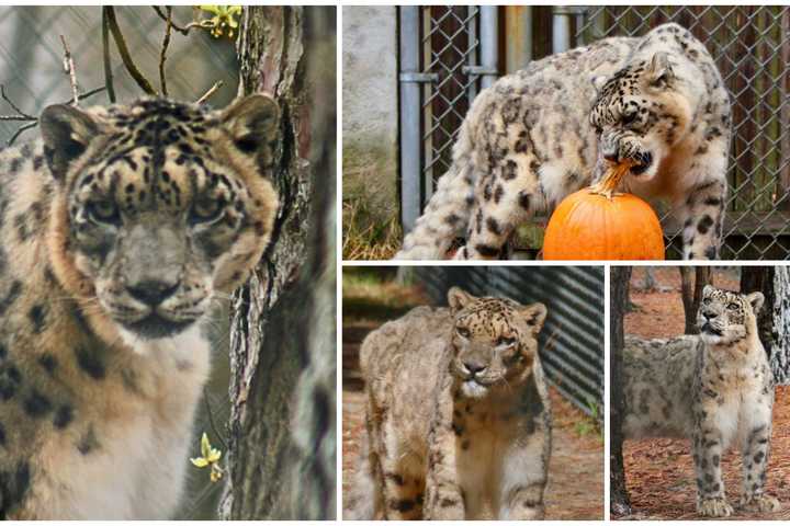 Pumpkin-Snacking Snow Leopard Dies After Spending Senior Years At Jersey Shore Animal Refuge