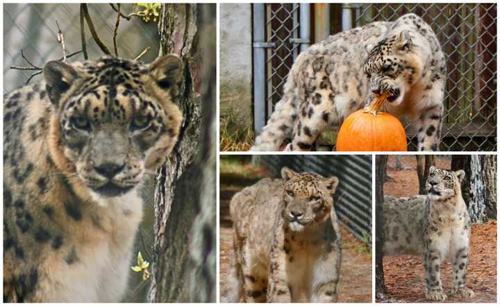 Ty, an elderly snow leopard, died after spending about four years at Popcorn Park Animal Refuge in Lacey Township, NJ.