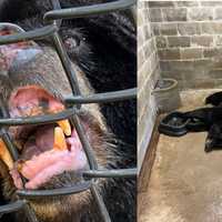 <p>"Honey" the black bear before her in-captivity death at the Holtsville Ecology Site &amp; Animal Preserve.</p>