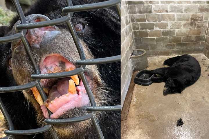 'Deserved Better': DA Investigating Claims Countless Animals Died From Neglect At LI Preserve