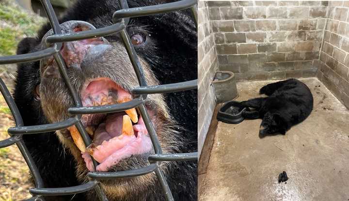 "Honey" the black bear before her in-captivity death at the Holtsville Ecology Site &amp; Animal Preserve.