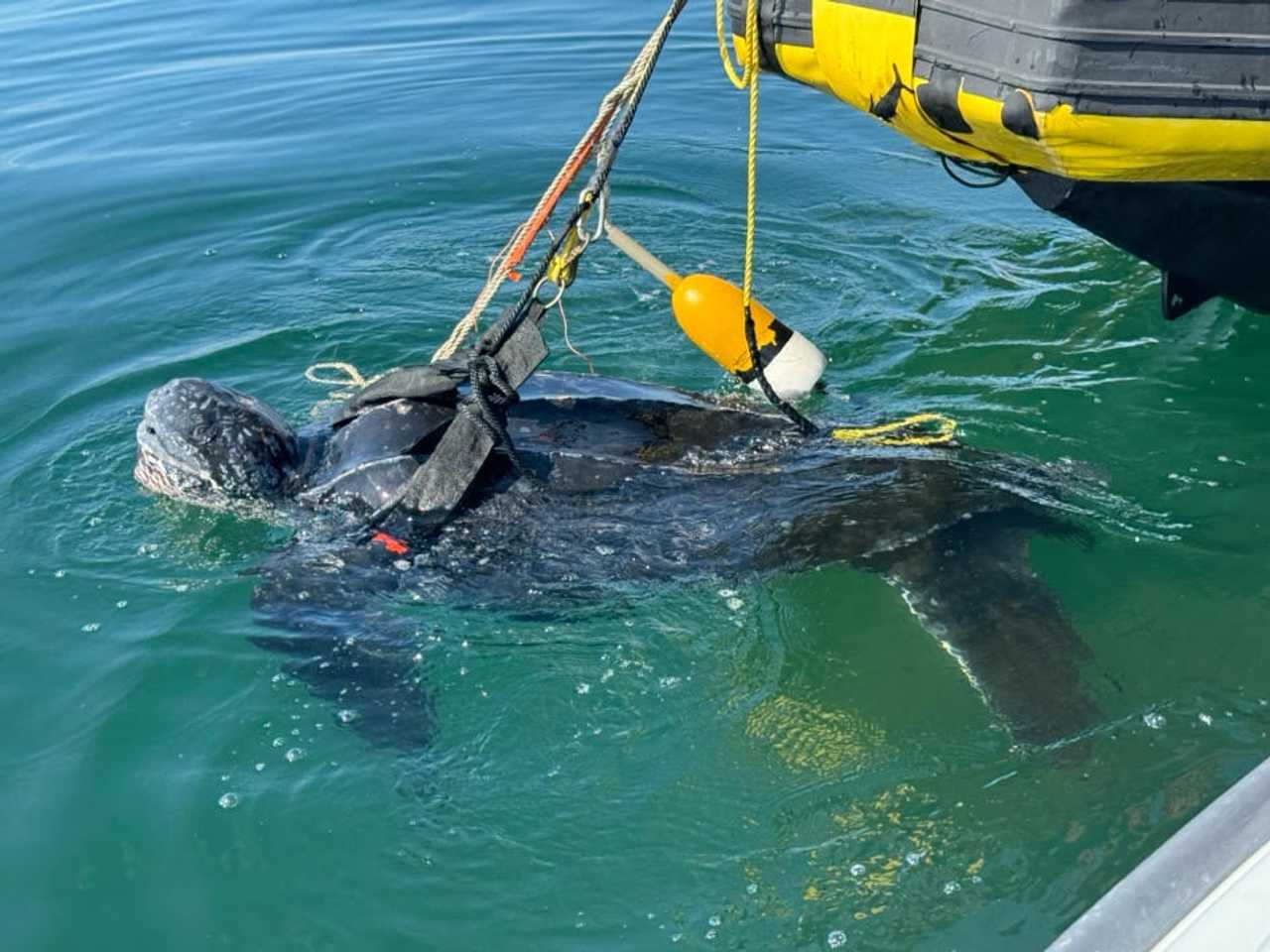 400-Pound Turtle 'Phinney' Rescued On Cape Cod After Getting Tangled In ...