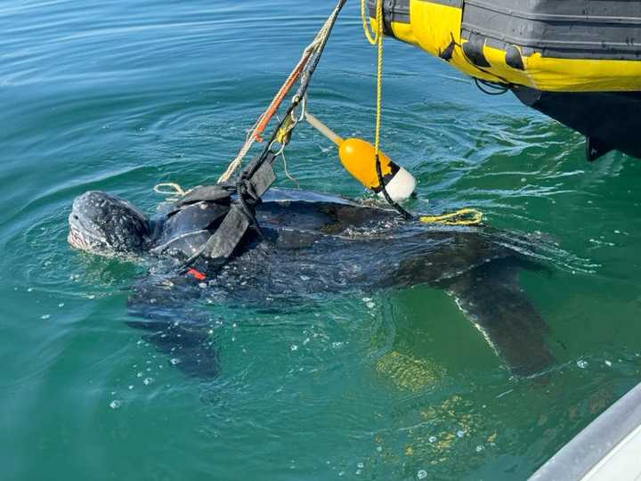 The turtle was disentangled from the fishing ropes last week and given a health assessment before being released back into the ocean.&nbsp;